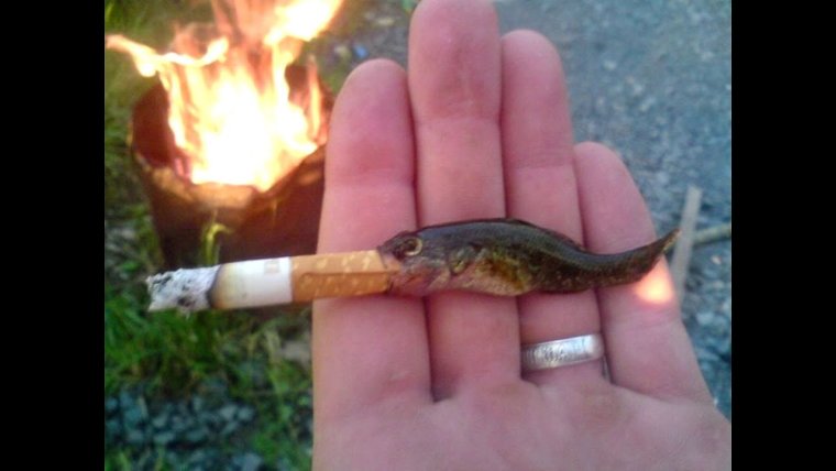 Рыба каторжник Овцеголов