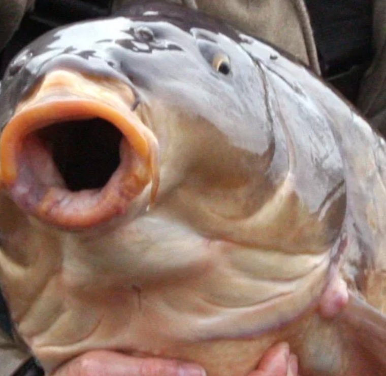 Карась прикол