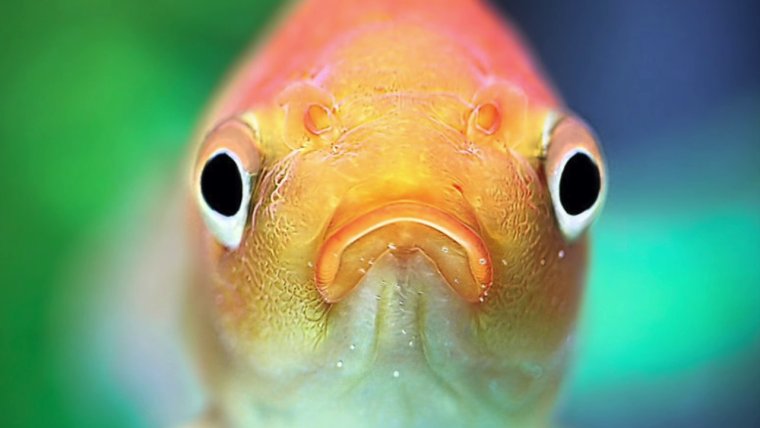 Мужик с карпом