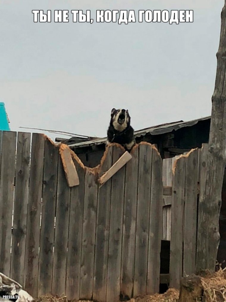 Приколы про деревню