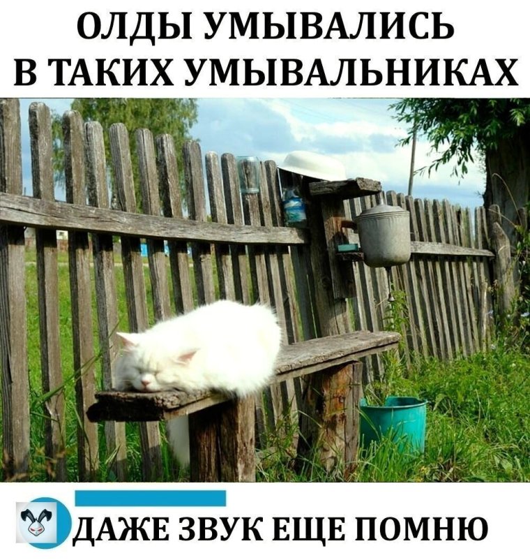 Коты Деревенские смешные