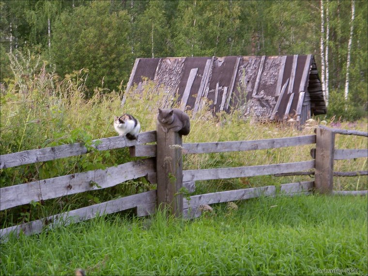Цитаты про деревню смешные