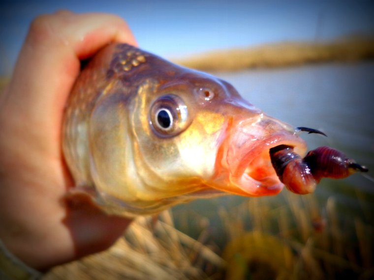 Рыбка с котиком приколы