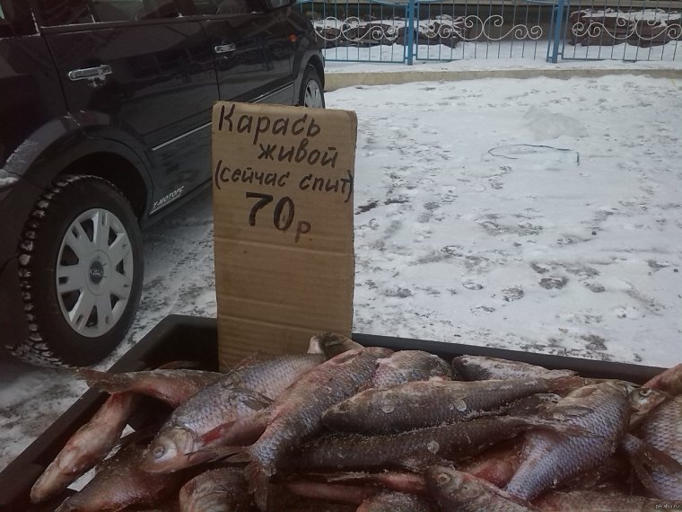 Пиранья рыба Пиранья рыба Пиранья