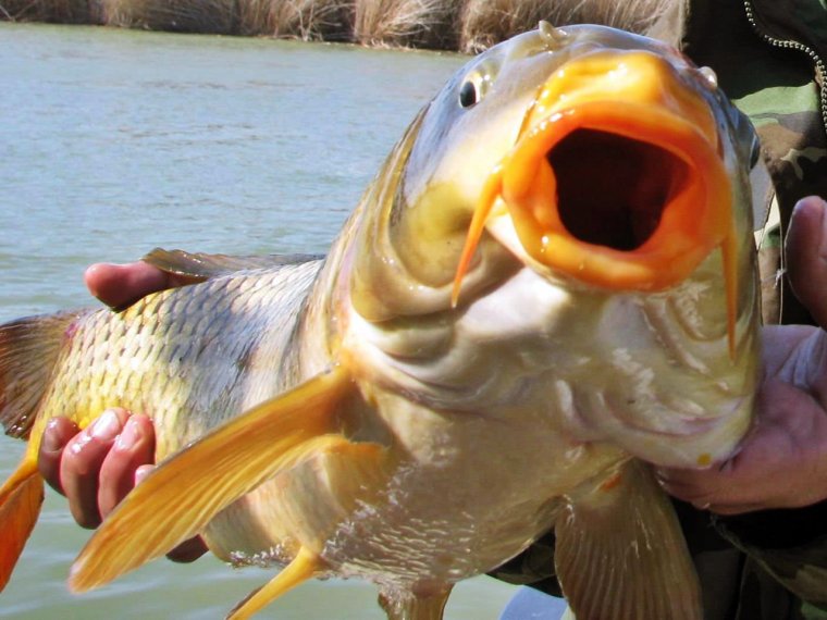 Большеротый Ковровый горбыль