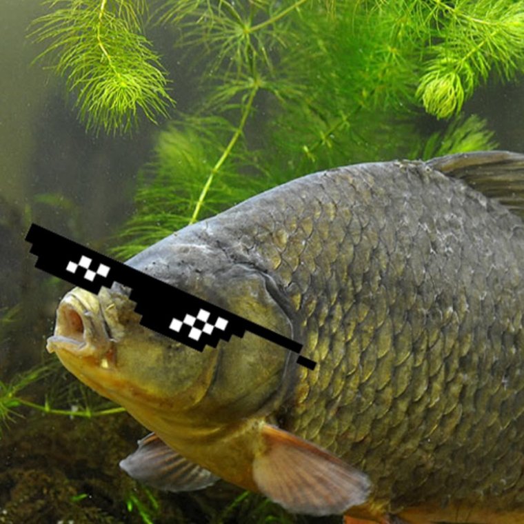 Хороший Кадр рыбой не испортишь