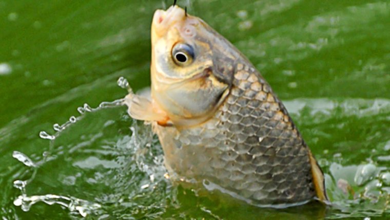 Большой улов рыбы