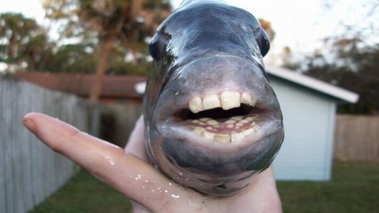 Человек карась