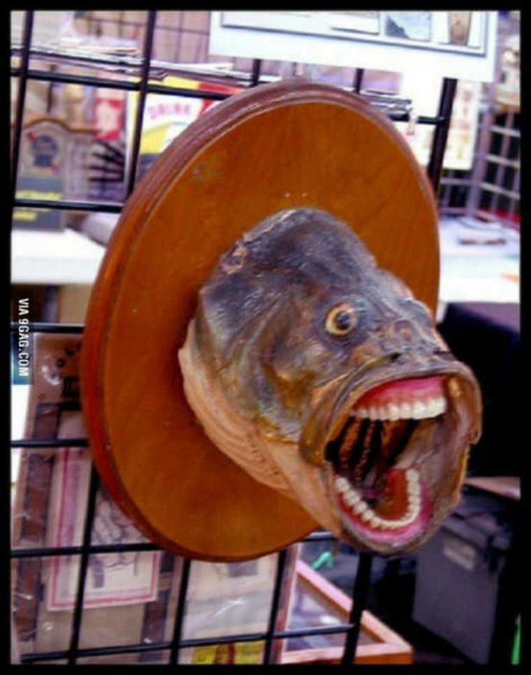 Тупая рыбка