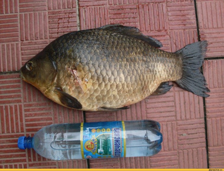 Рыба карась игра началась