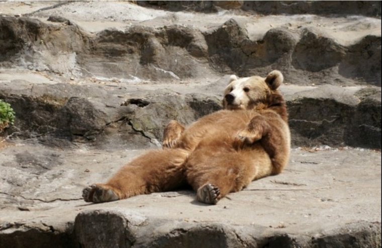 Медведь валяется