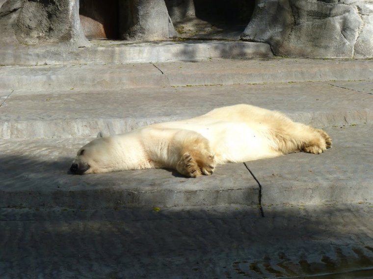 Спящий белый мишка