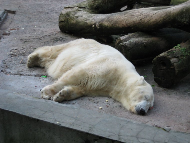 Обоняние белого медведя