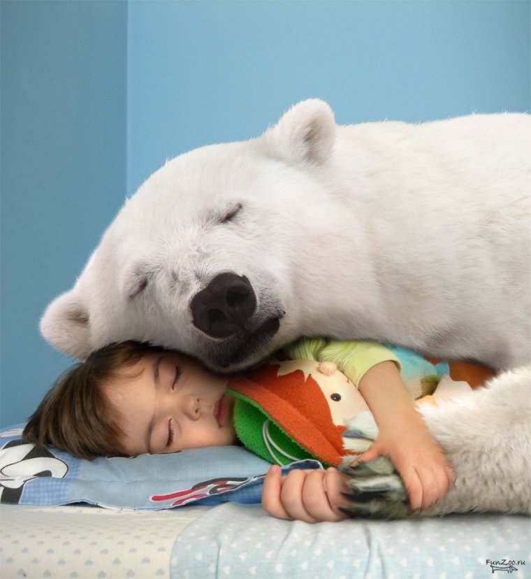 Белый медведь спит