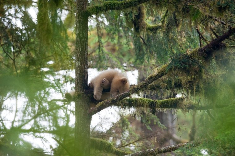 Спящий Медвежонок