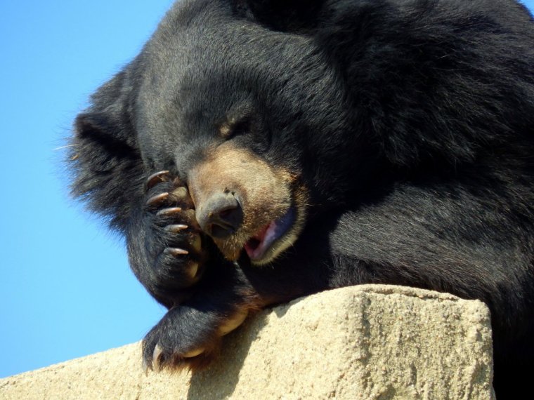 Спящий медведь прикол