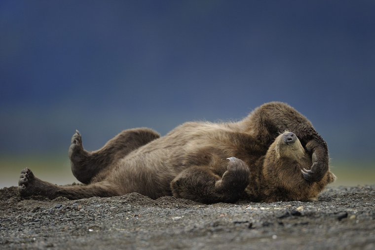 Медведь лежит на спине