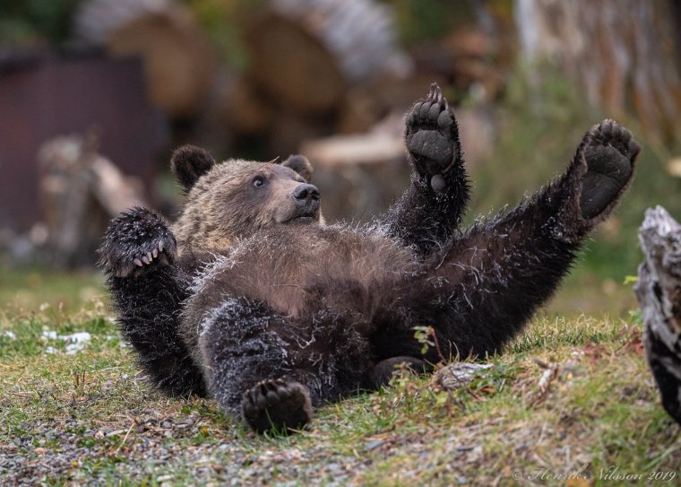 Медведь лежит на спине