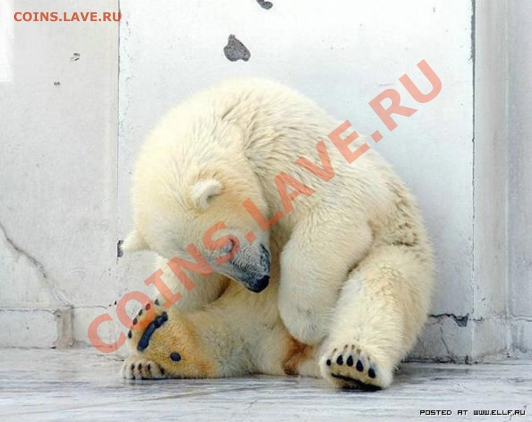 Смешной спящий медведь