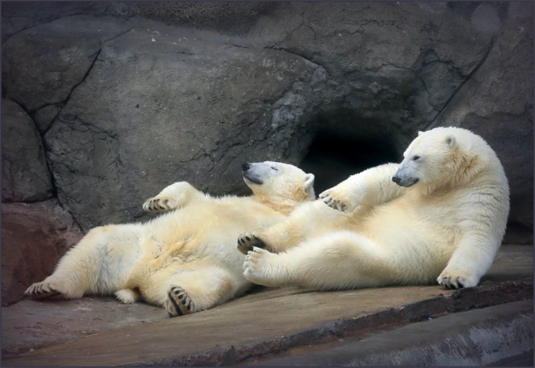 Белый медведь лежит