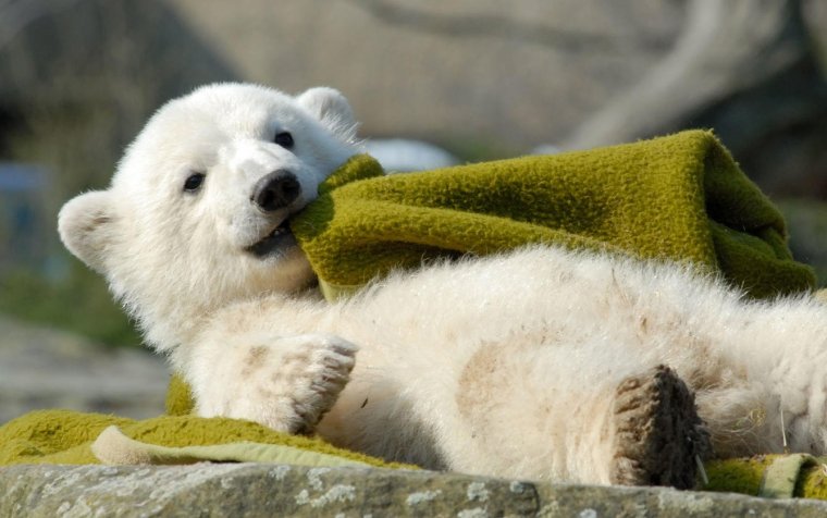 Доброе утро, Медвежонок!