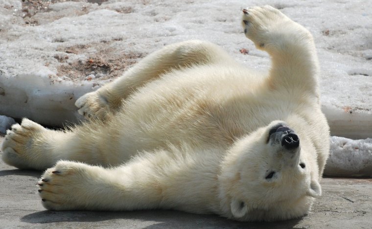 Белые медведи валяются на спине