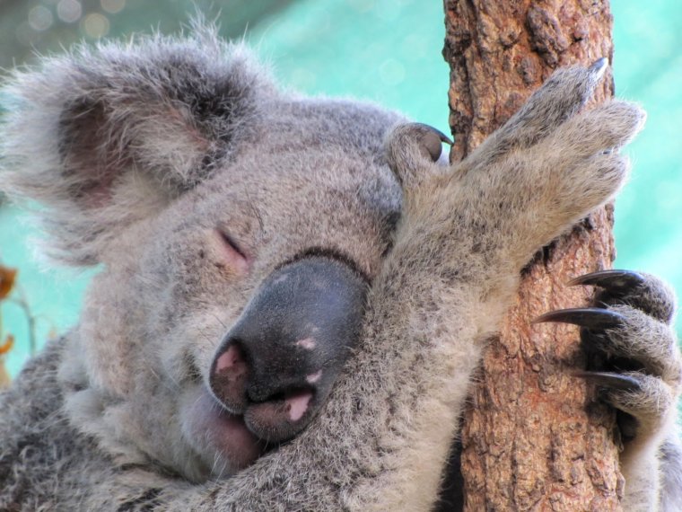 Пьяная коала