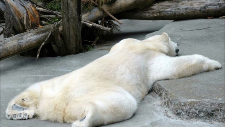 Белый медведь спит