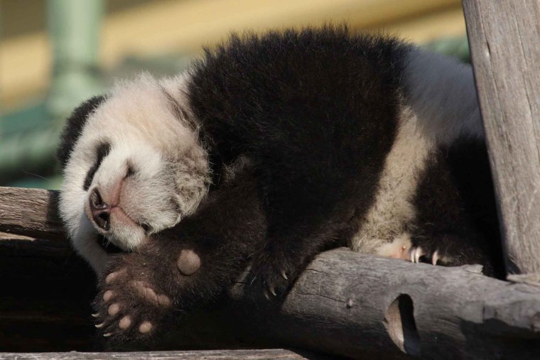 Спящие панды