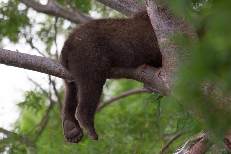 Медведь на дереве