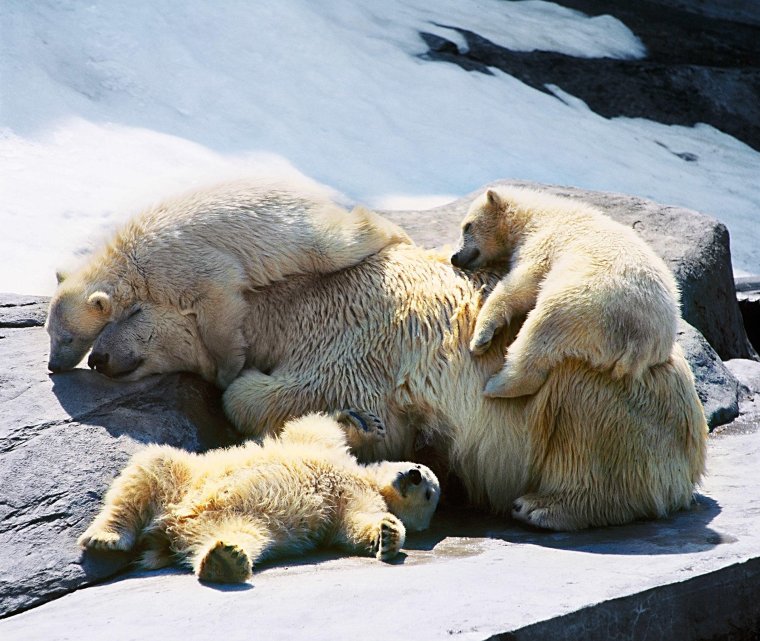 Спящие медведи