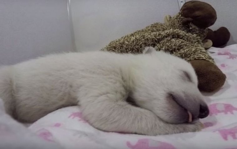 Медведь спит в кровати