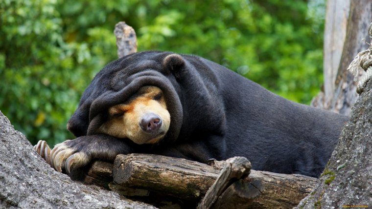 Спящий Медвежонок