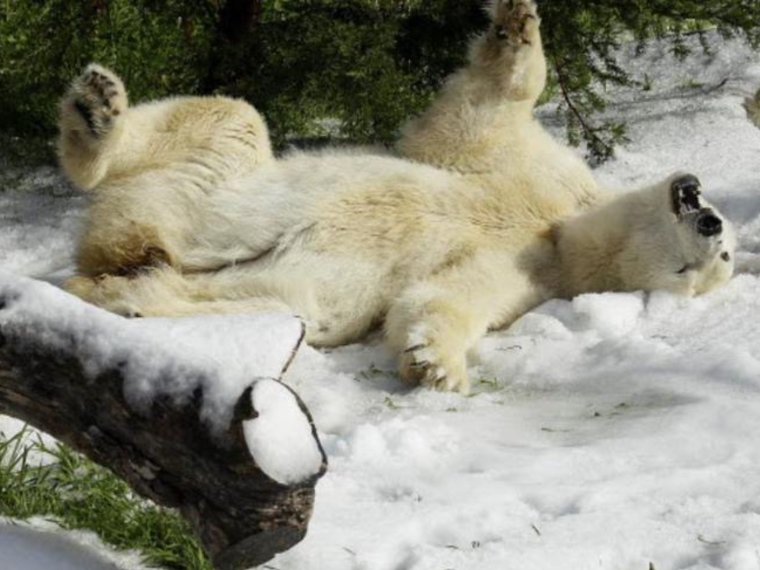 Медведь радуется