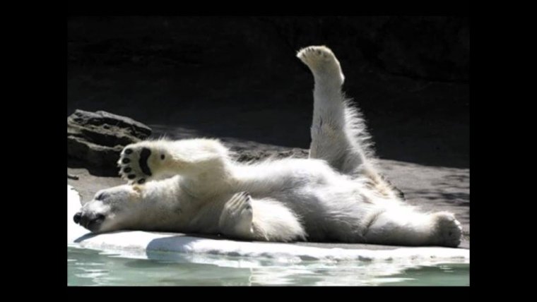 Медведь потягивается