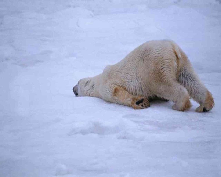 Смешной белый медведь