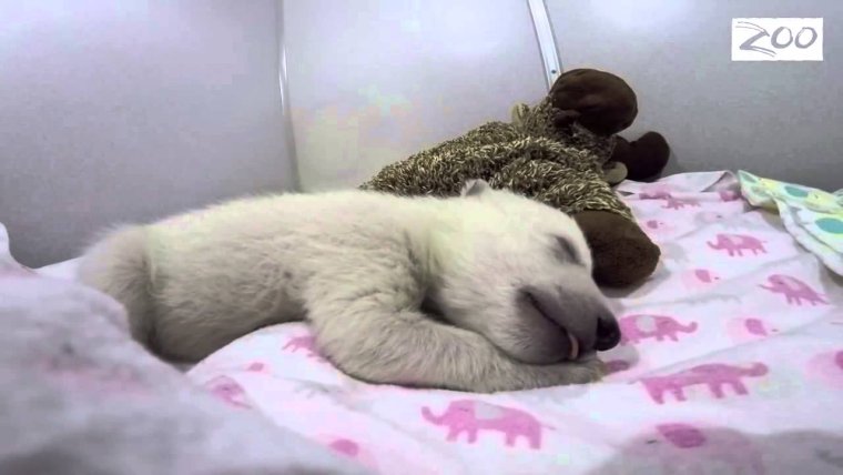 Сонный мишка