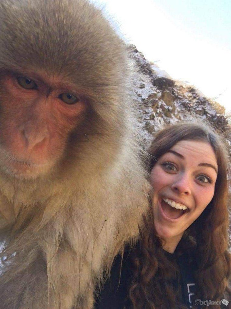 Мемы с животными и надписями