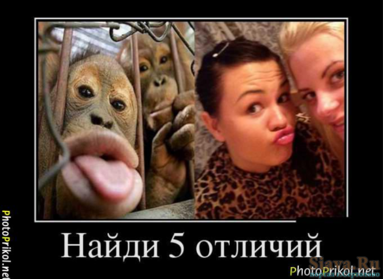 Забавные ситуации с животными