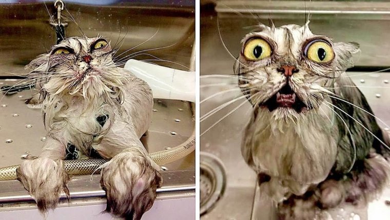 Мокрые коты