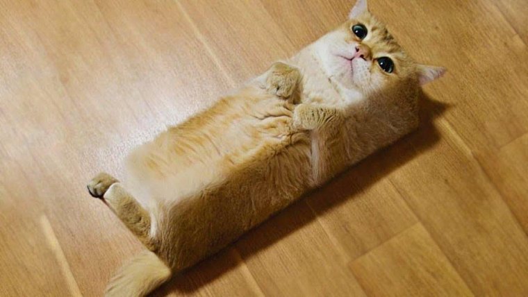 Смешные коты до слёз