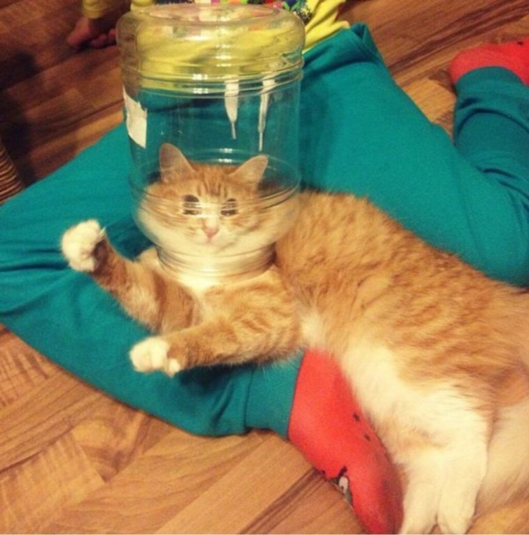 Смешные коты до слез