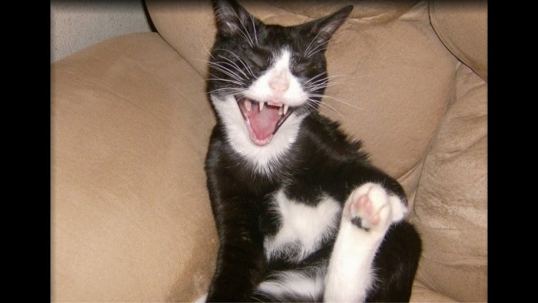 Приколы кошки до слез