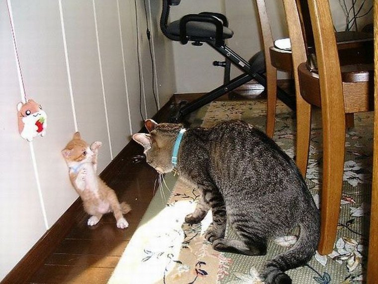 Коты и кошки приколы