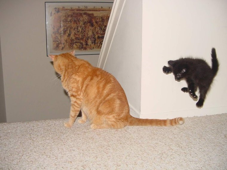 Коты с надписями до слёз