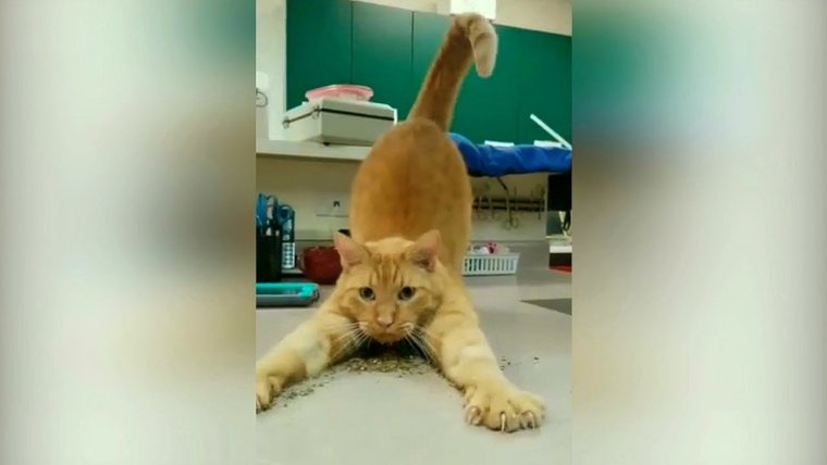 Смешные коты и кошки 2019 лучшие приколы