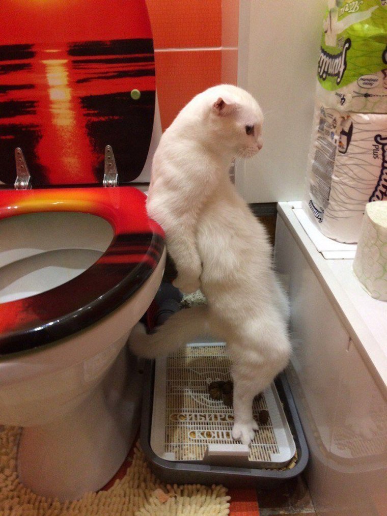 Коты которые какают