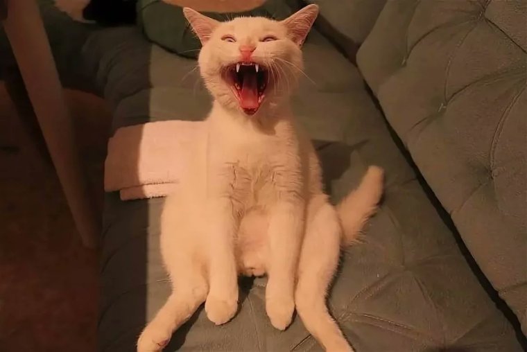 Котенок ржака