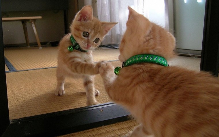 Зеркало "кот"