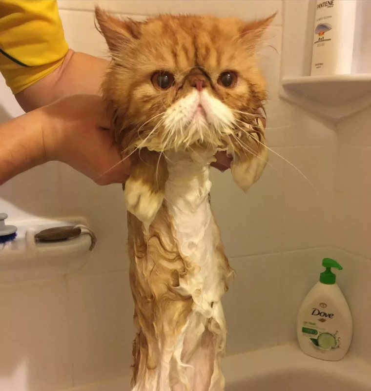 Ржачные котики до слез